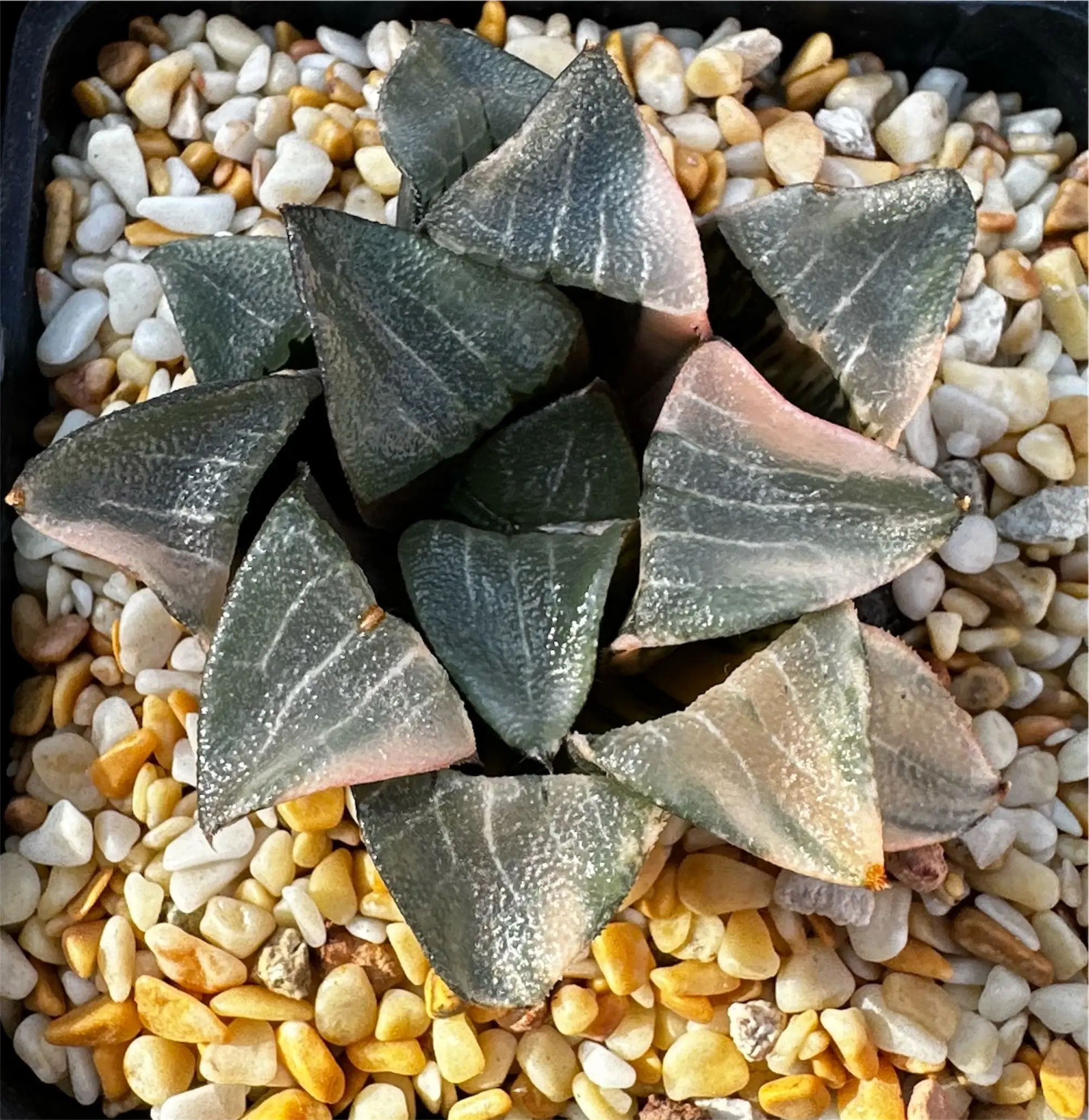 HAWORTHIA CORRECTA ‘NAKAJIMA’ VARIEGATE - 9CM POT - Image 3