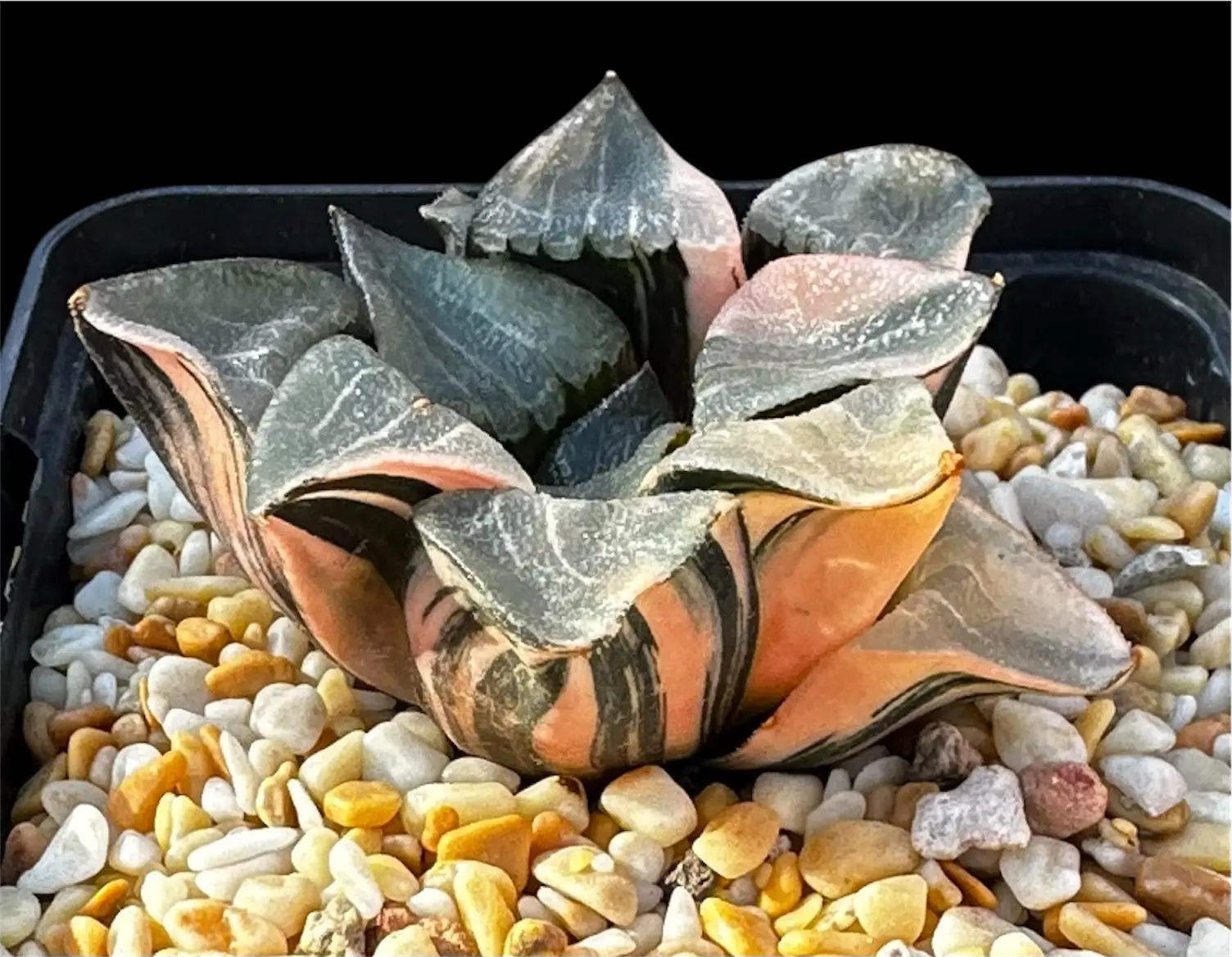HAWORTHIA CORRECTA ‘NAKAJIMA’ VARIEGATE - 9CM POT - Image 2