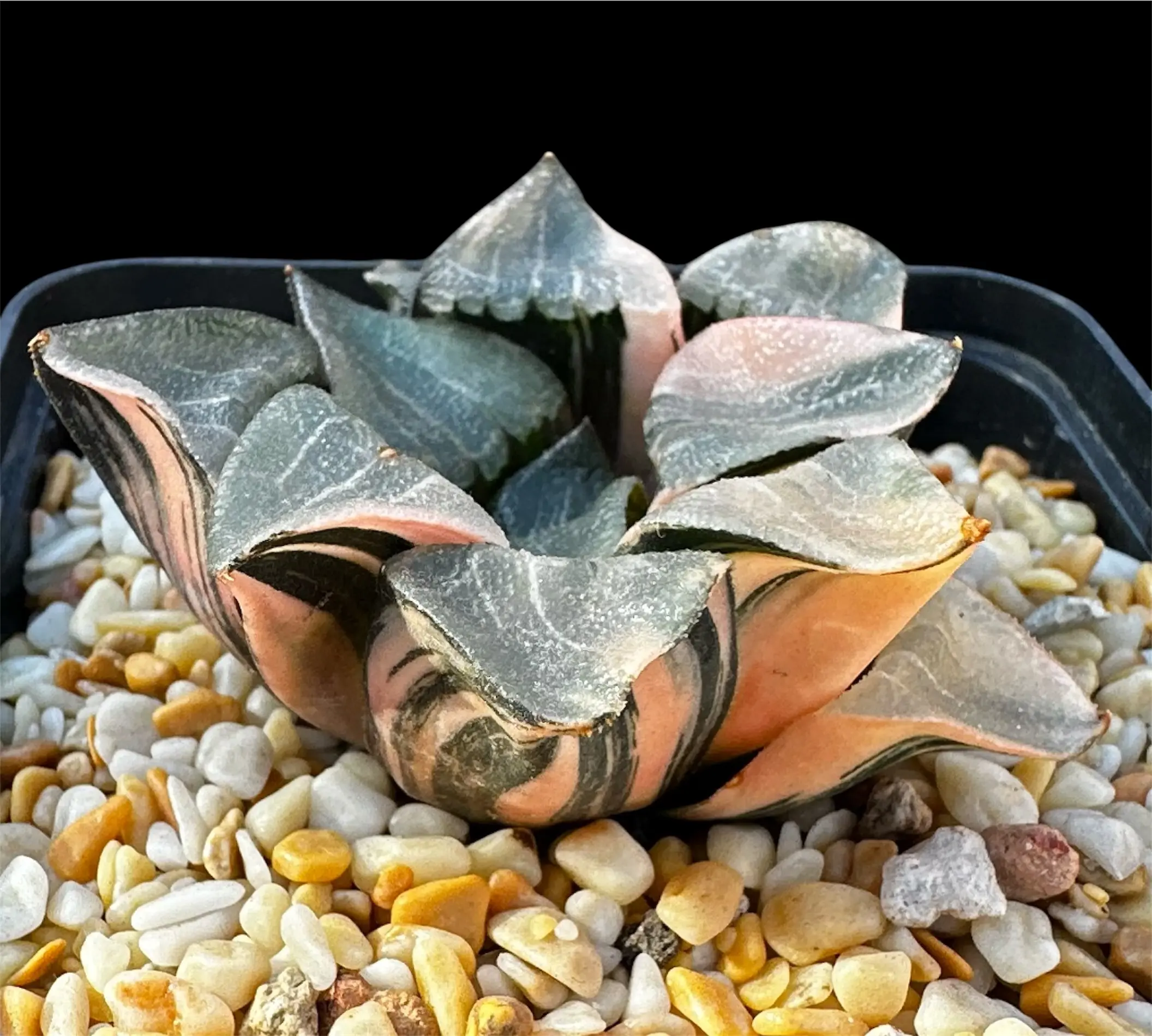 HAWORTHIA  CORRECTA ‘NAKAJIMA’ VARIEGATE - 9CM POT