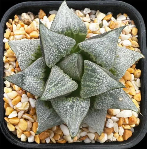 HAWORTHIA GREEN VELCRO SERIES (GM) - 8CM POT