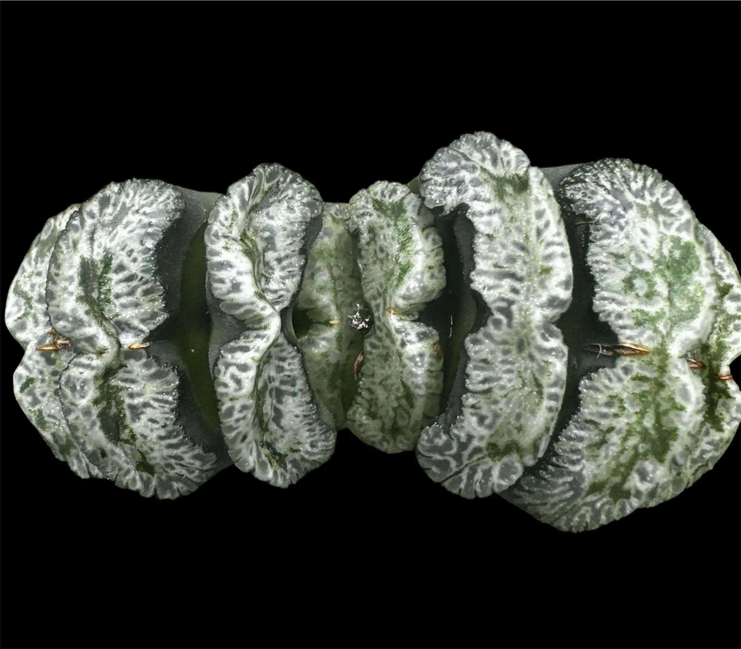 HAWORTHIA TRUNCATA (GM) - 9CM POT - Image 2