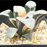 HAWORTHIA  CORRECTA JUPITER VARIEGATE - 9CM POT