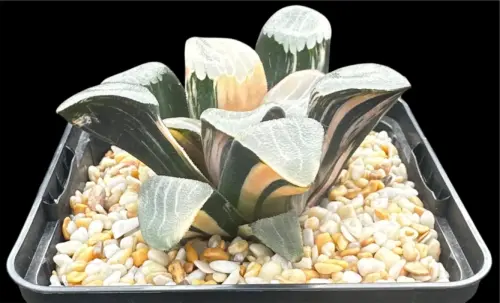 HAWORTHIA  CORRECTA JUPITER VARIEGATE - 9CM POT