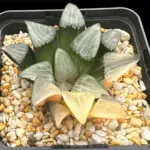 HAWORTHIA  CORRECTA OKUBO VARIEGATE - 9CM POT