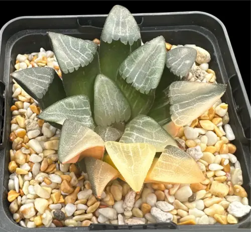 HAWORTHIA  CORRECTA OKUBO VARIEGATE - 9CM POT