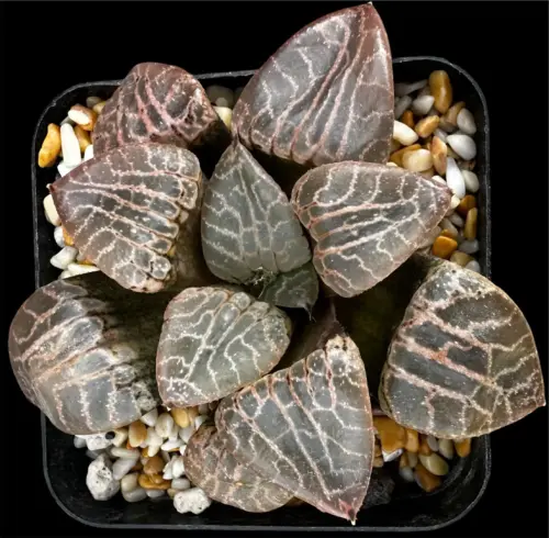 HAWORTHIA  SUISHO 101/CRYSTAL 101 - 7CM POT