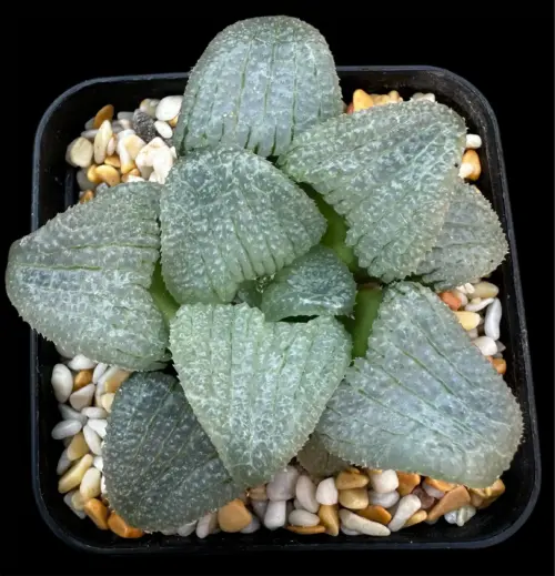 HAWORTHIA  LAKE GARDINER - 7CM POT
