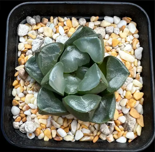 HAWORTHIA  CUI JI - 7CM POT