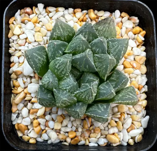 HAWORTHIA MIRRORBALL - 7CM POT