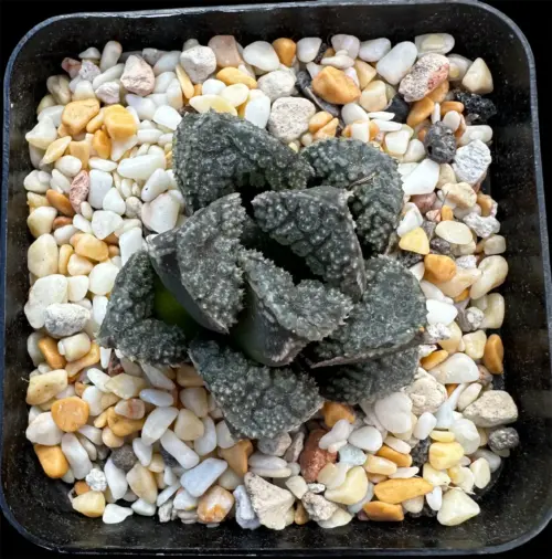 HAWORTHIA MORDOR - 7CM POT