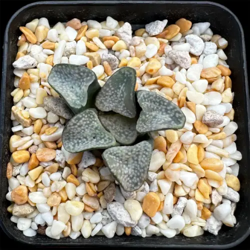 HAWORTHIA GROENEWALDII - 7CM POT