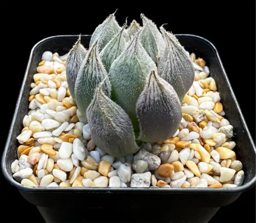 HAWORTHIA WHITE FOX - 7CM POT