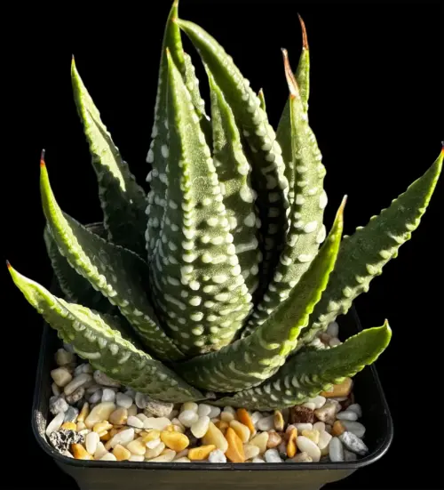 TULISTA PUMILA PEARL - 7CM POT