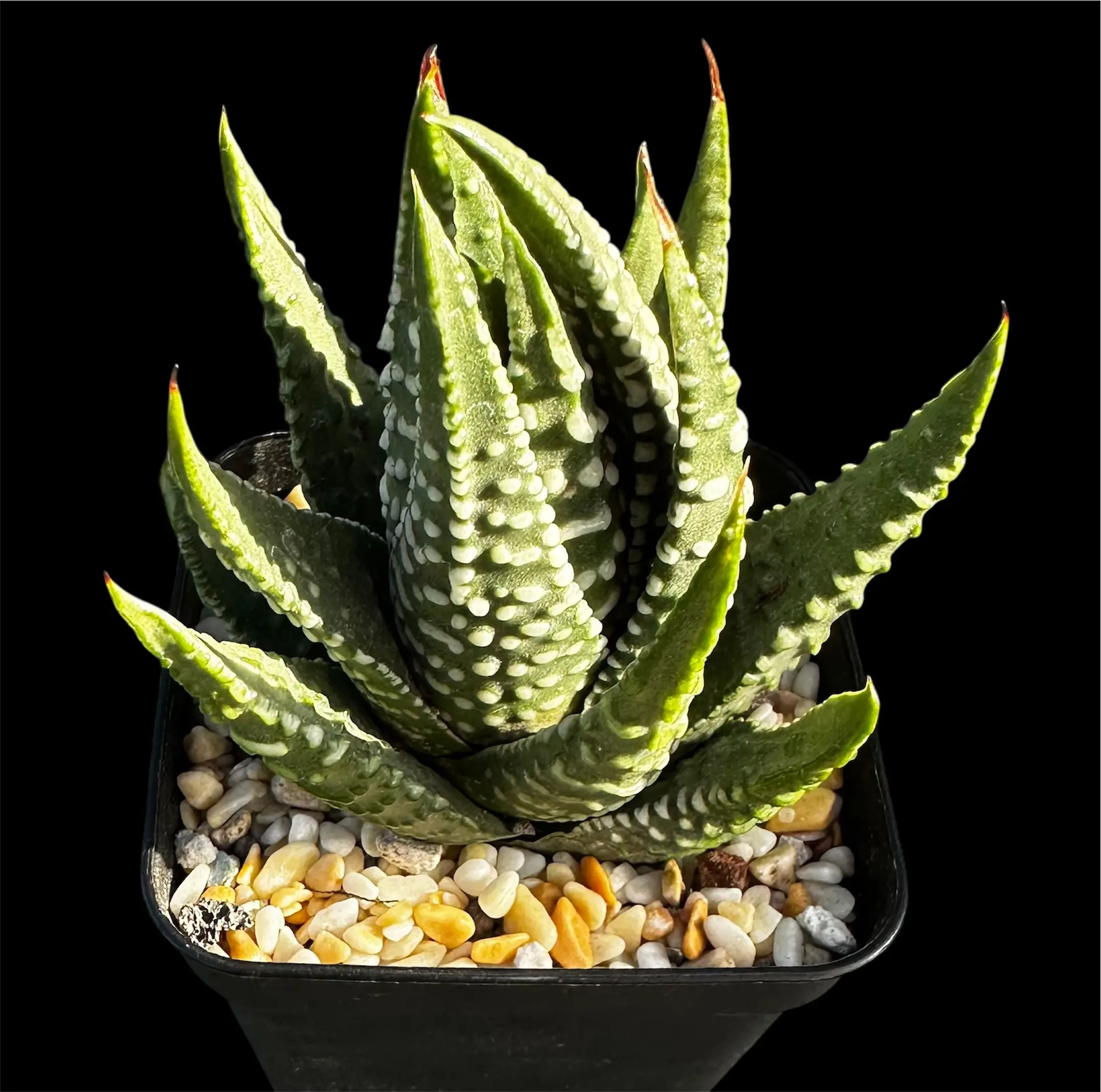 TULISTA PUMILA PEARL - 7CM POT - Image 2