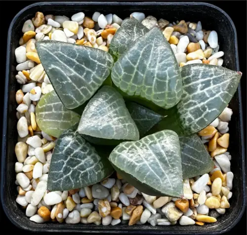 HAWORTHIA CRYSTAL/SUISHO - 7CM POT