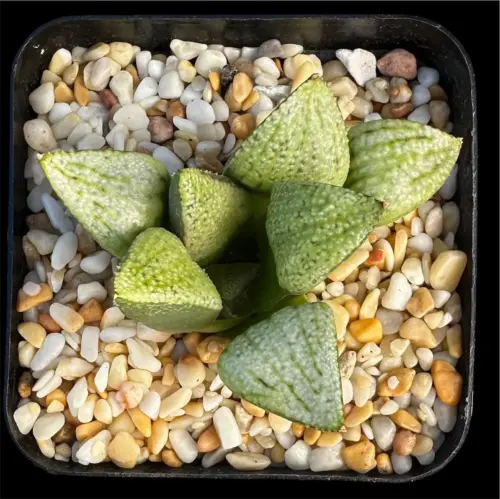 HAWORTHIA WORLD NO 1 PICTA  - 7CM POT