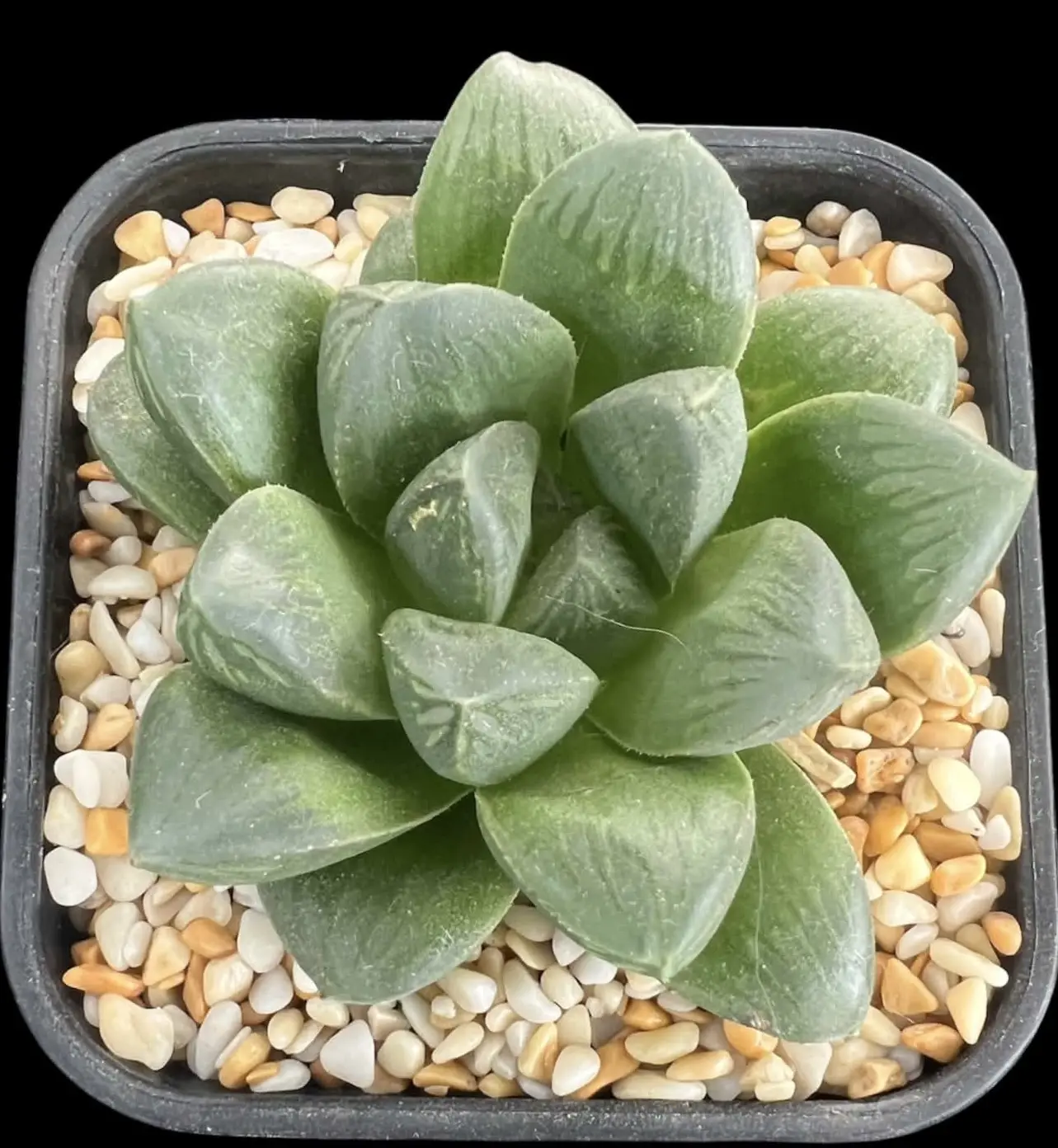 HAWORTHIA RED RUM (RENNY) - 7.5CM POT - Image 2