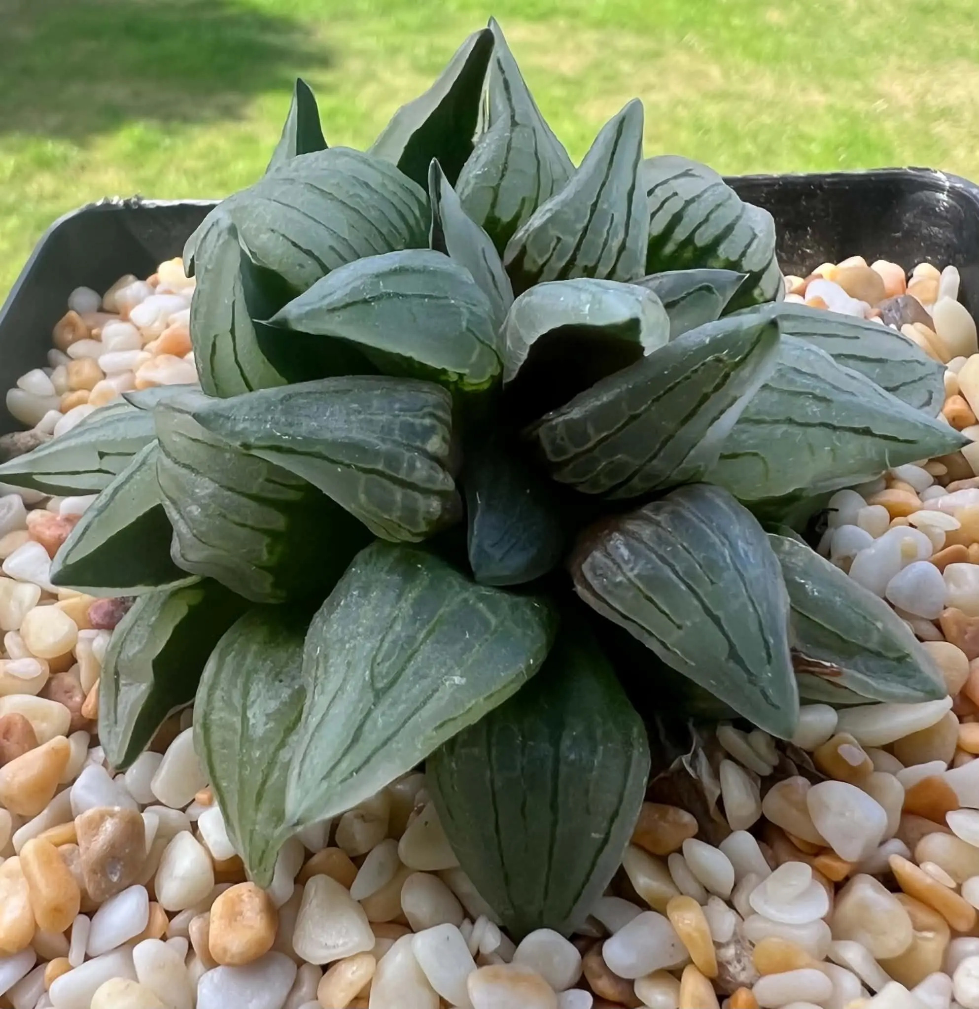 HAWORTHIA WATERMELON - DOUBLE HEAD - 9CM POT - Image 2