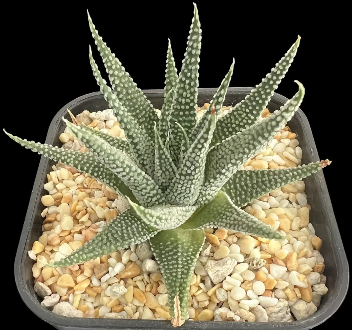 TULISTA OPALINA - 10CM POT - Image 3