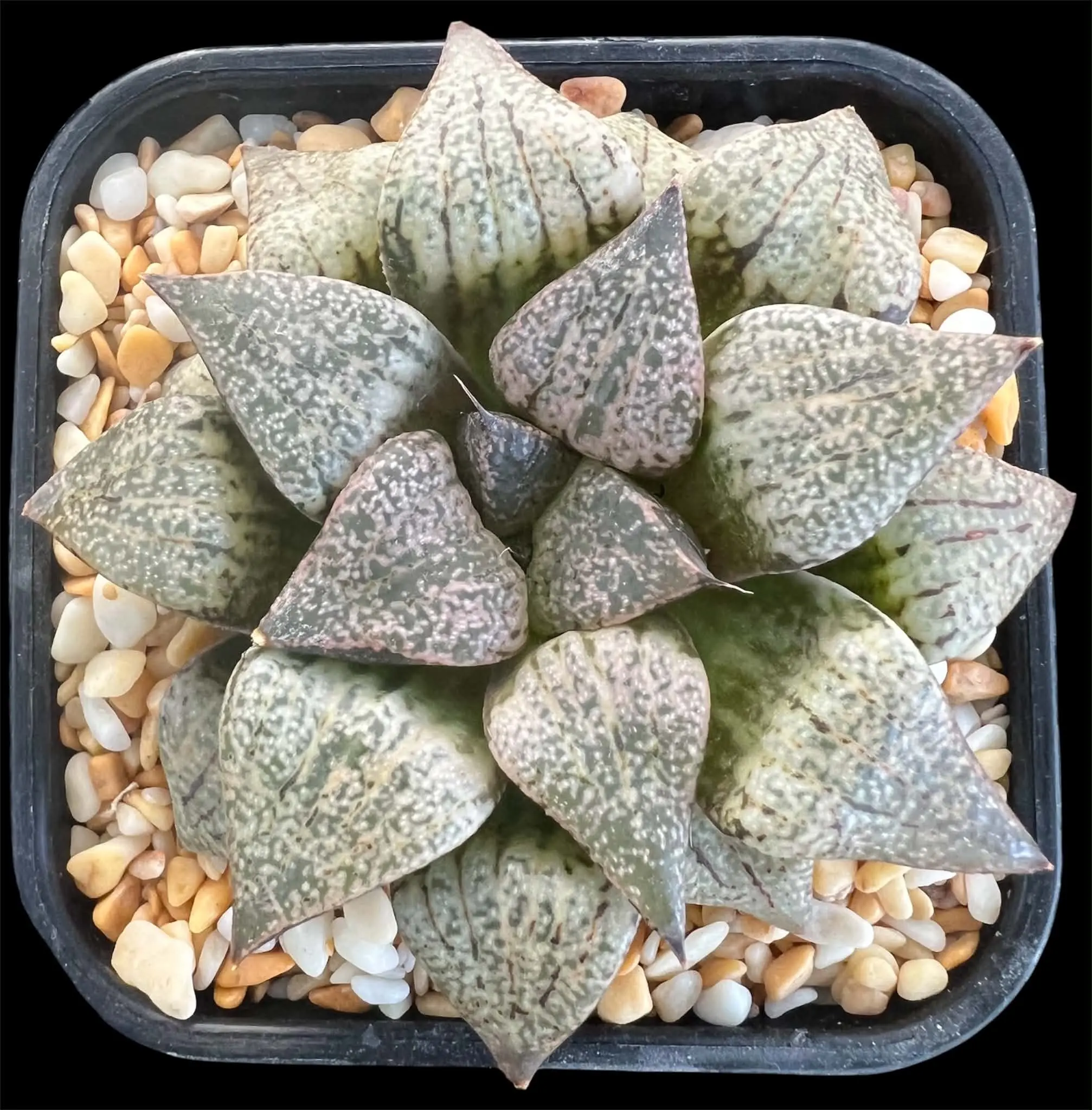 HAWORTHIA PICTA GM800B BEWERAS S/E OUDTSHOORN (GM) - 8CM POT