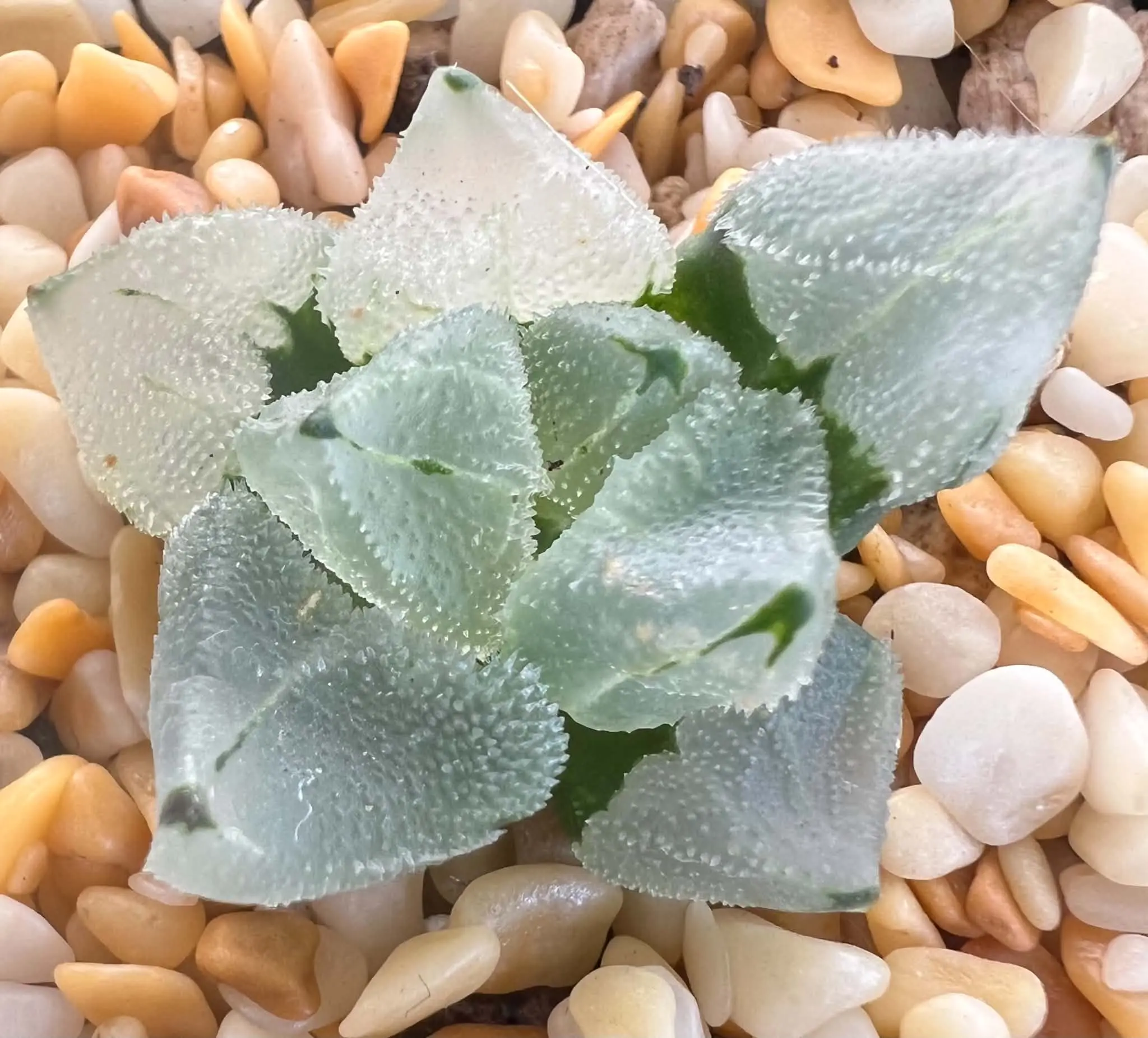 HAWORTHIA ICE CITY MUTANT - 5CM POT