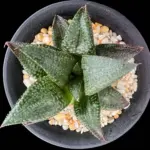 HAWORTHIOPSIS BLACK KOELMANIORUM X E379K - POETRY TW