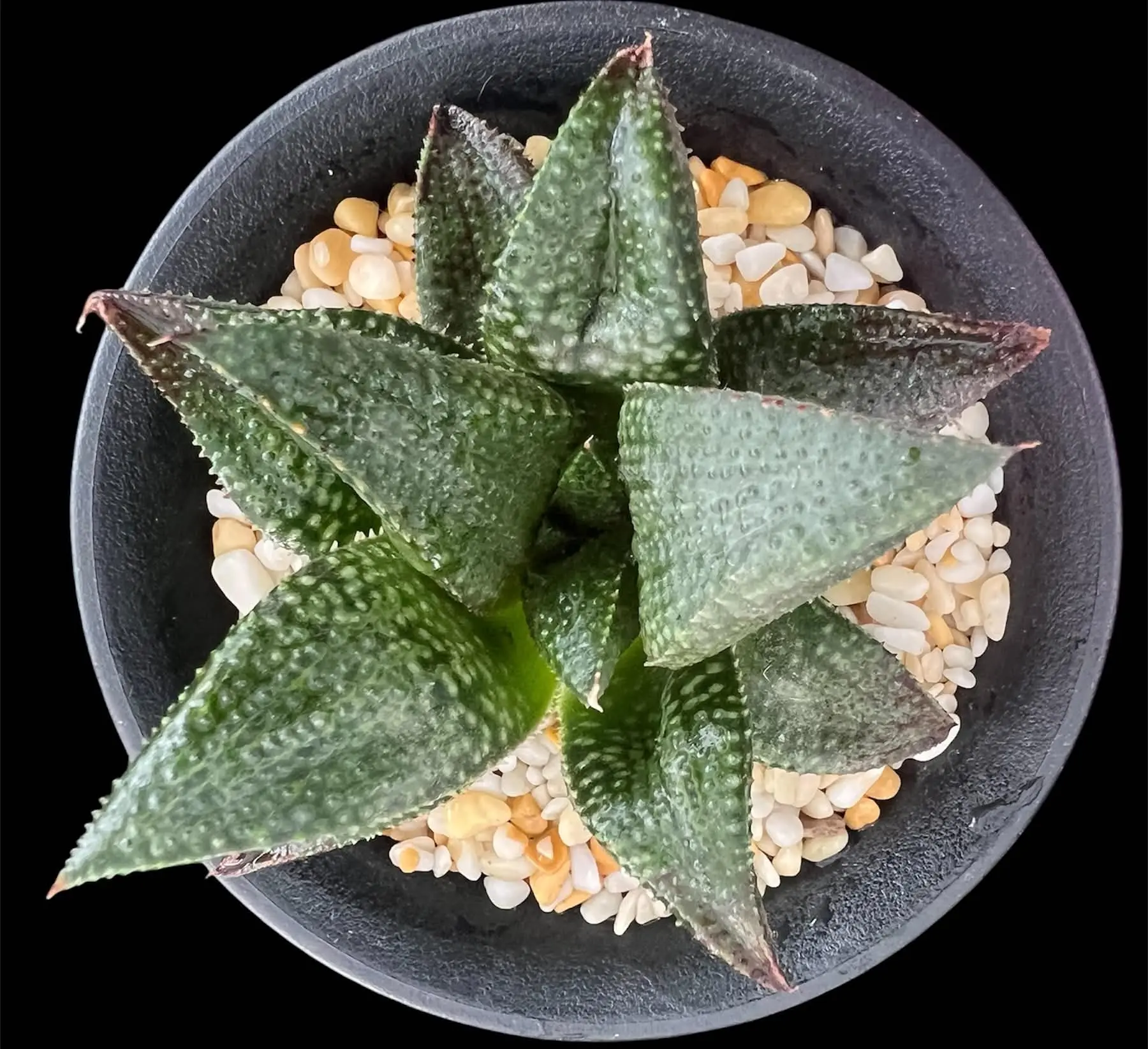 HAWORTHIOPSIS BLACK KOELMANIORUM X E379K - POETRY TW