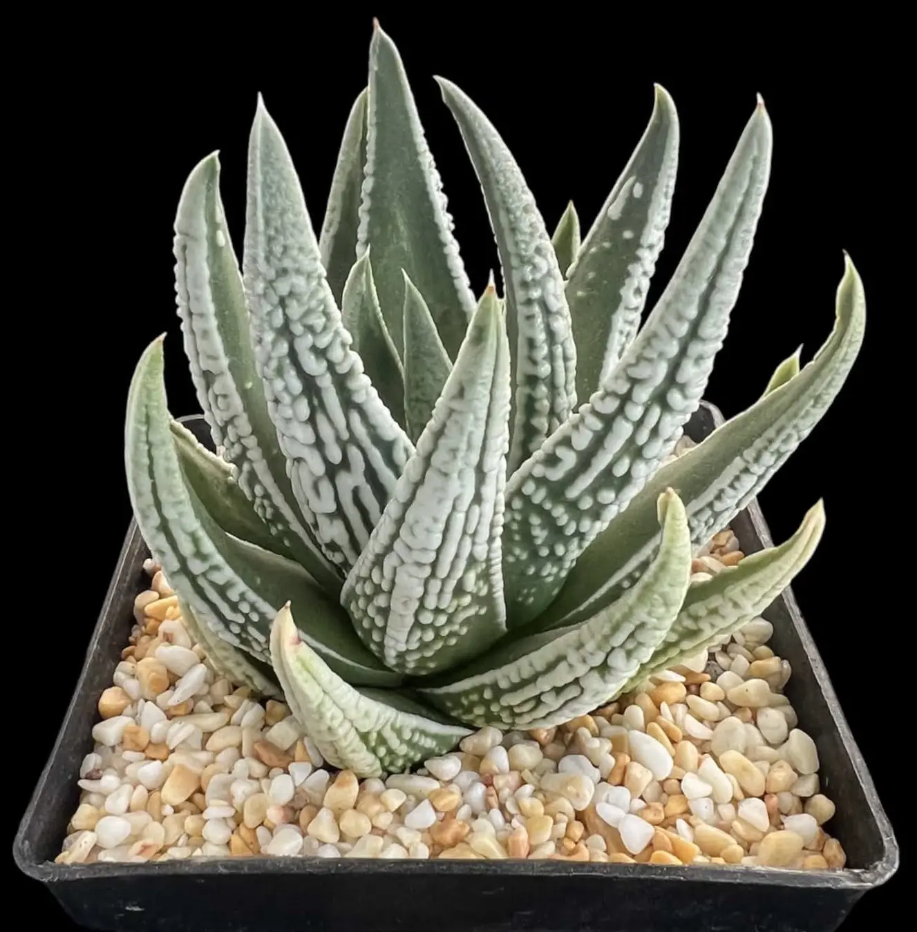 TULISTA EMPEROR - 10CM POT