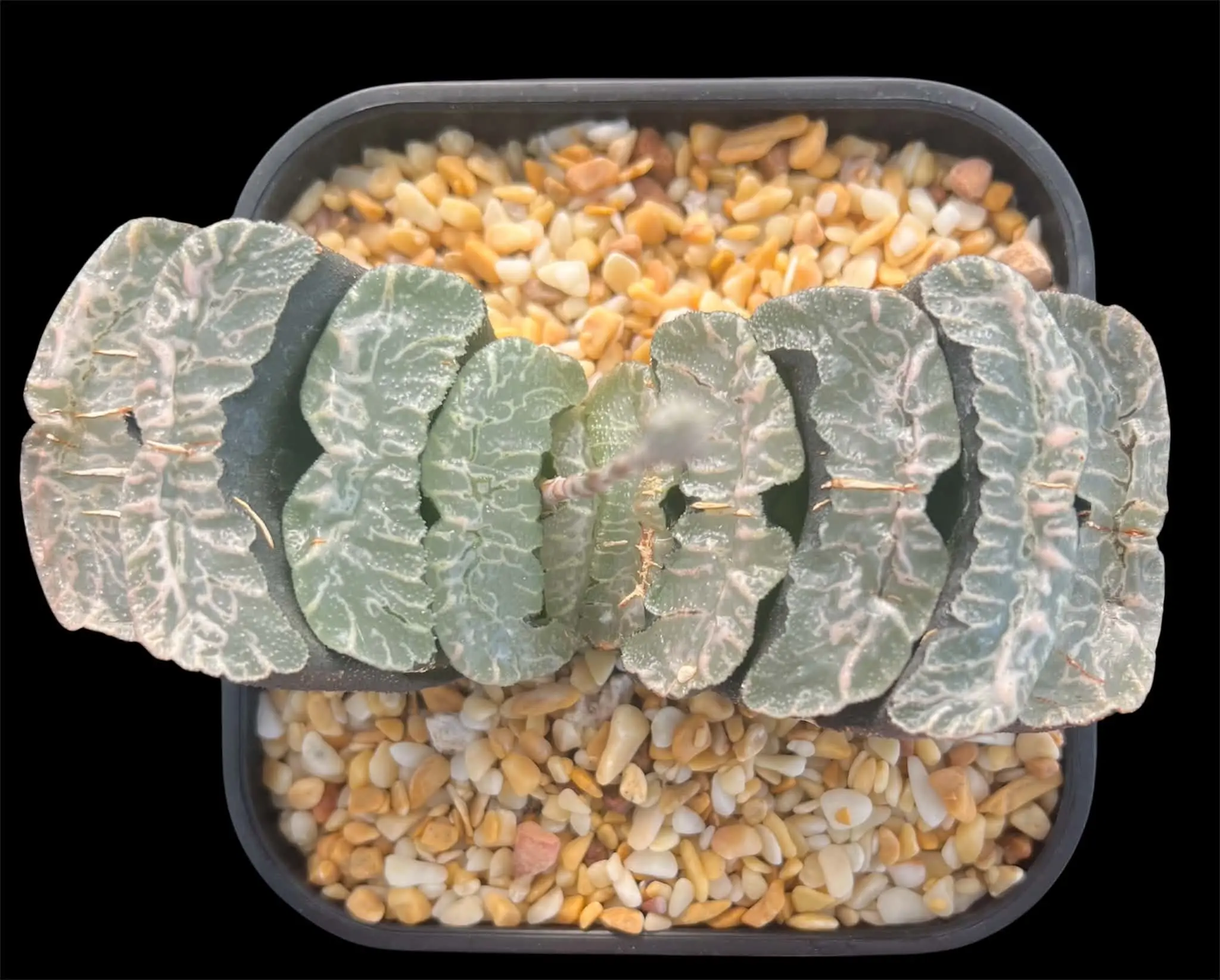 HAWORTHIA TRUNCATA OB1 - 10.5CM POT