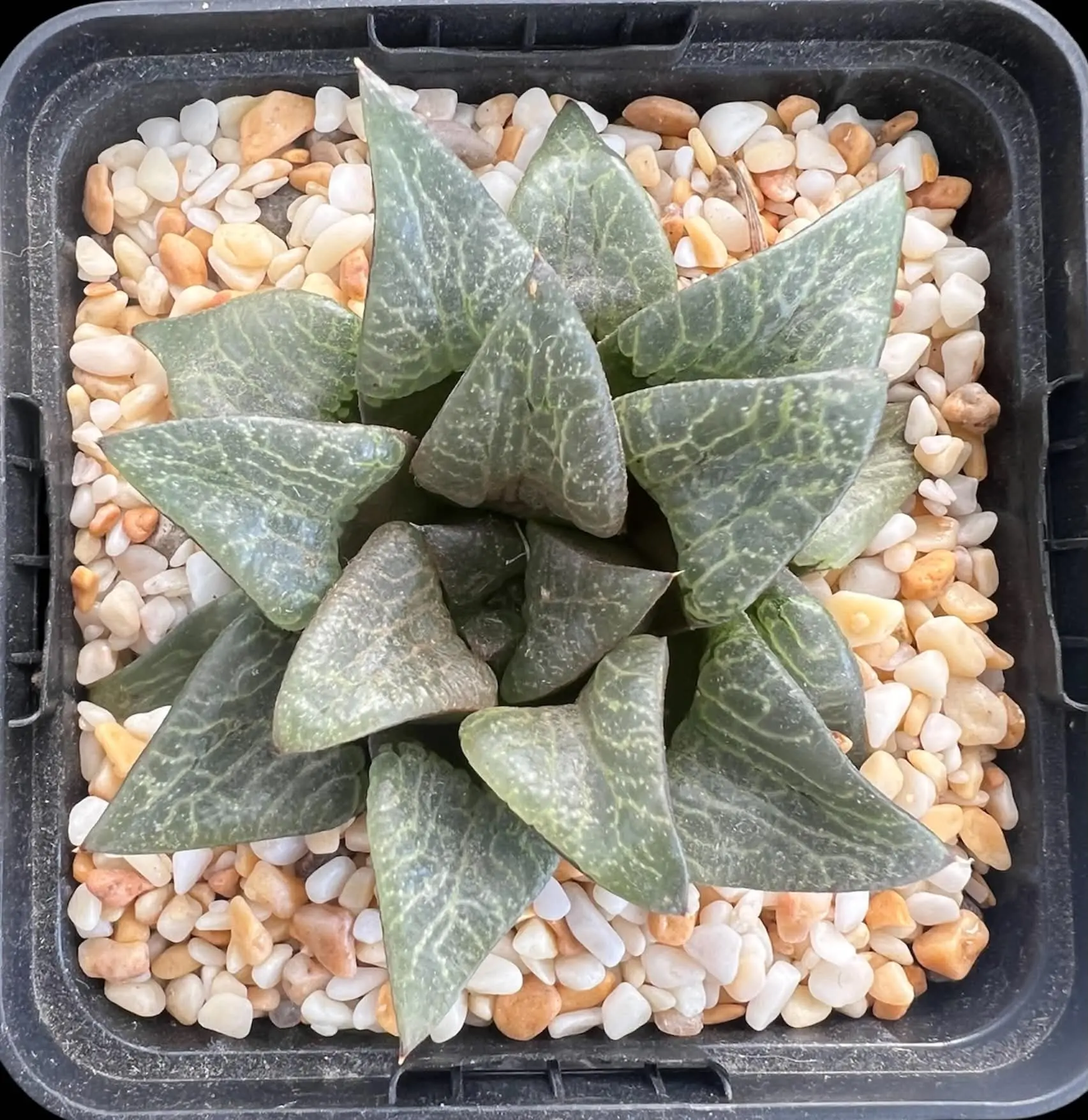 HAWORTHIA CHUANG DONG - 9CM POT