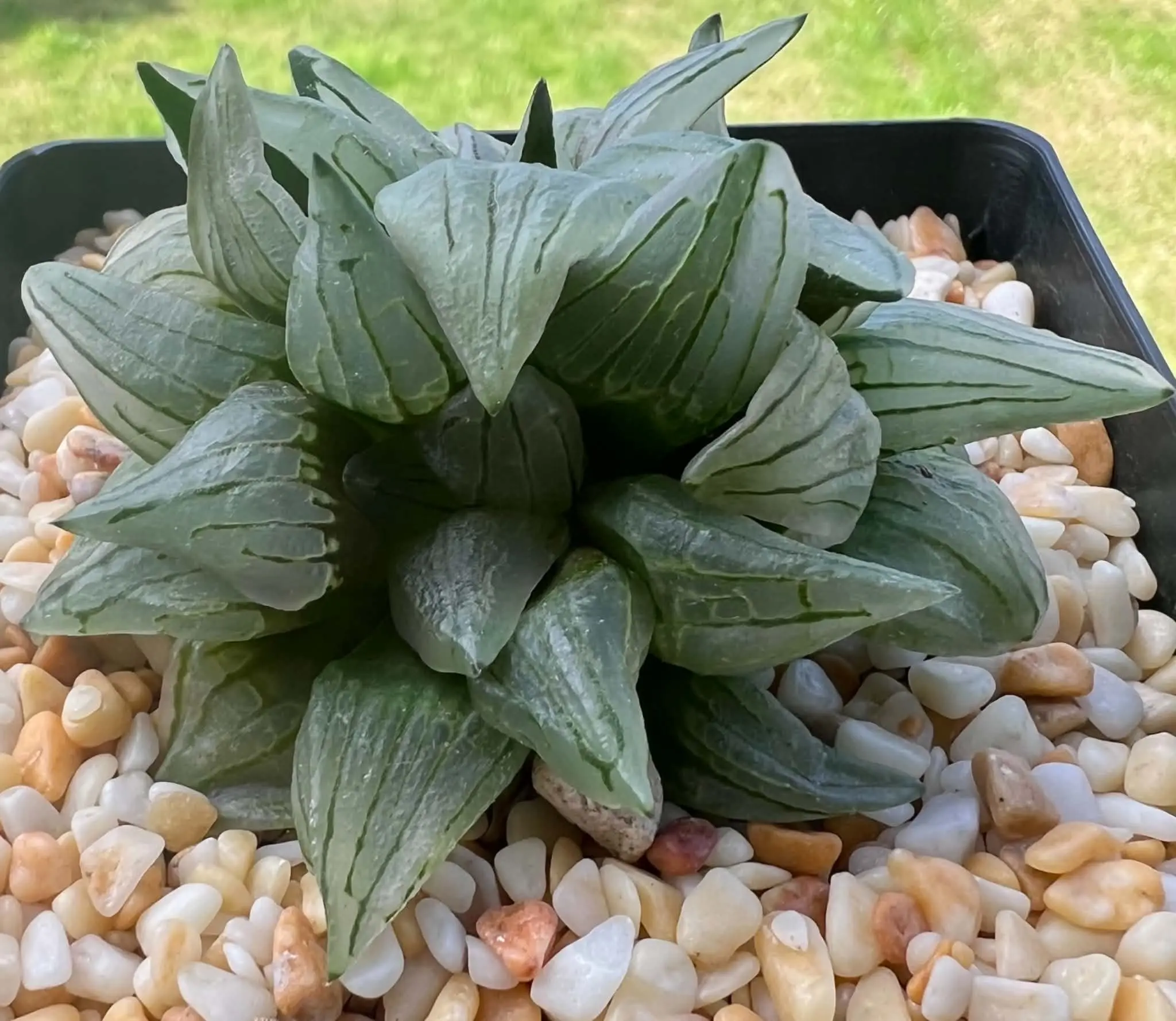 HAWORTHIA  WATERMELON - DOUBLE HEAD - 9CM POT