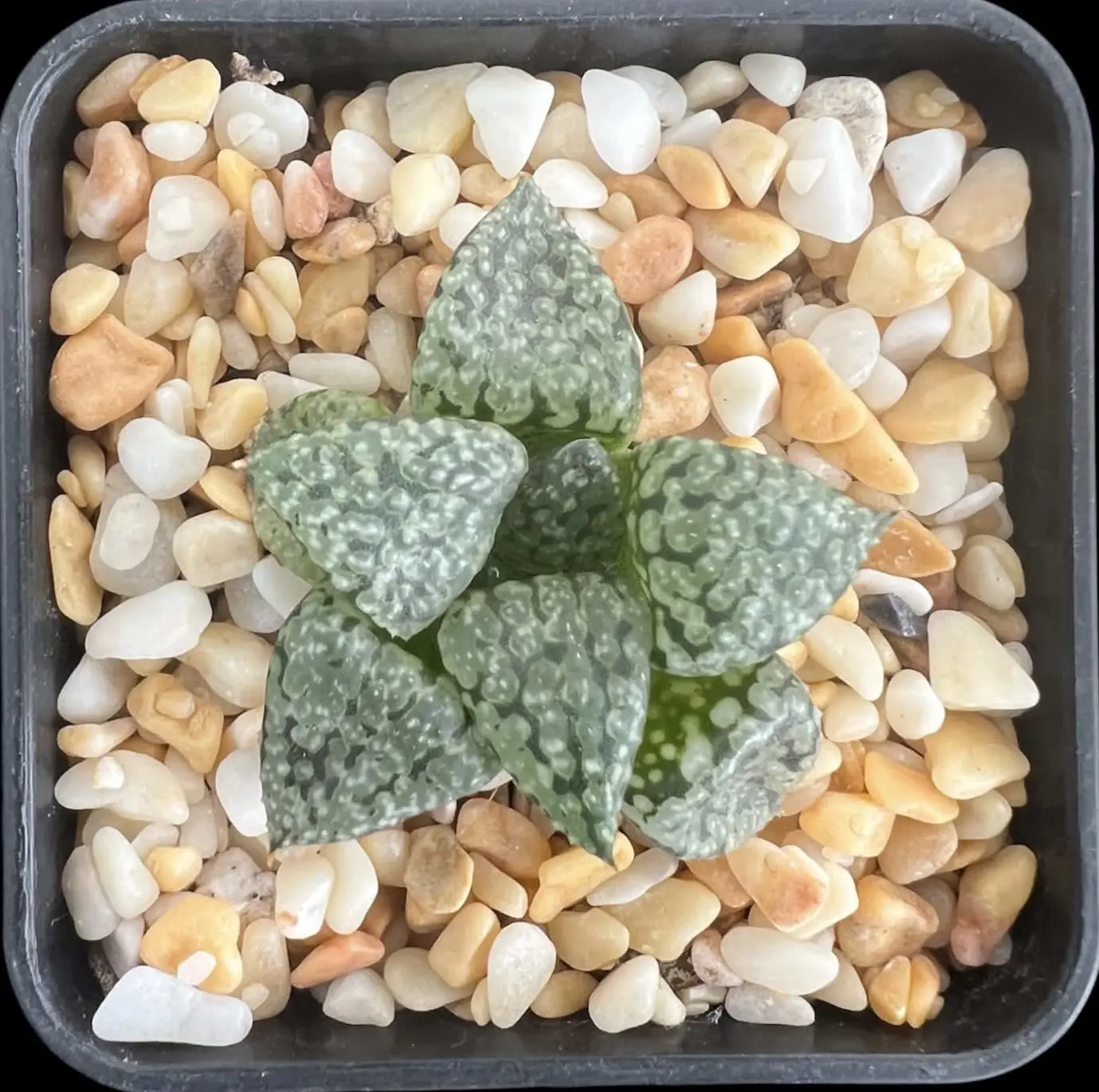 HAWORTHIA PICTA - ICED LIME SERIES - 5CM POT - Image 2
