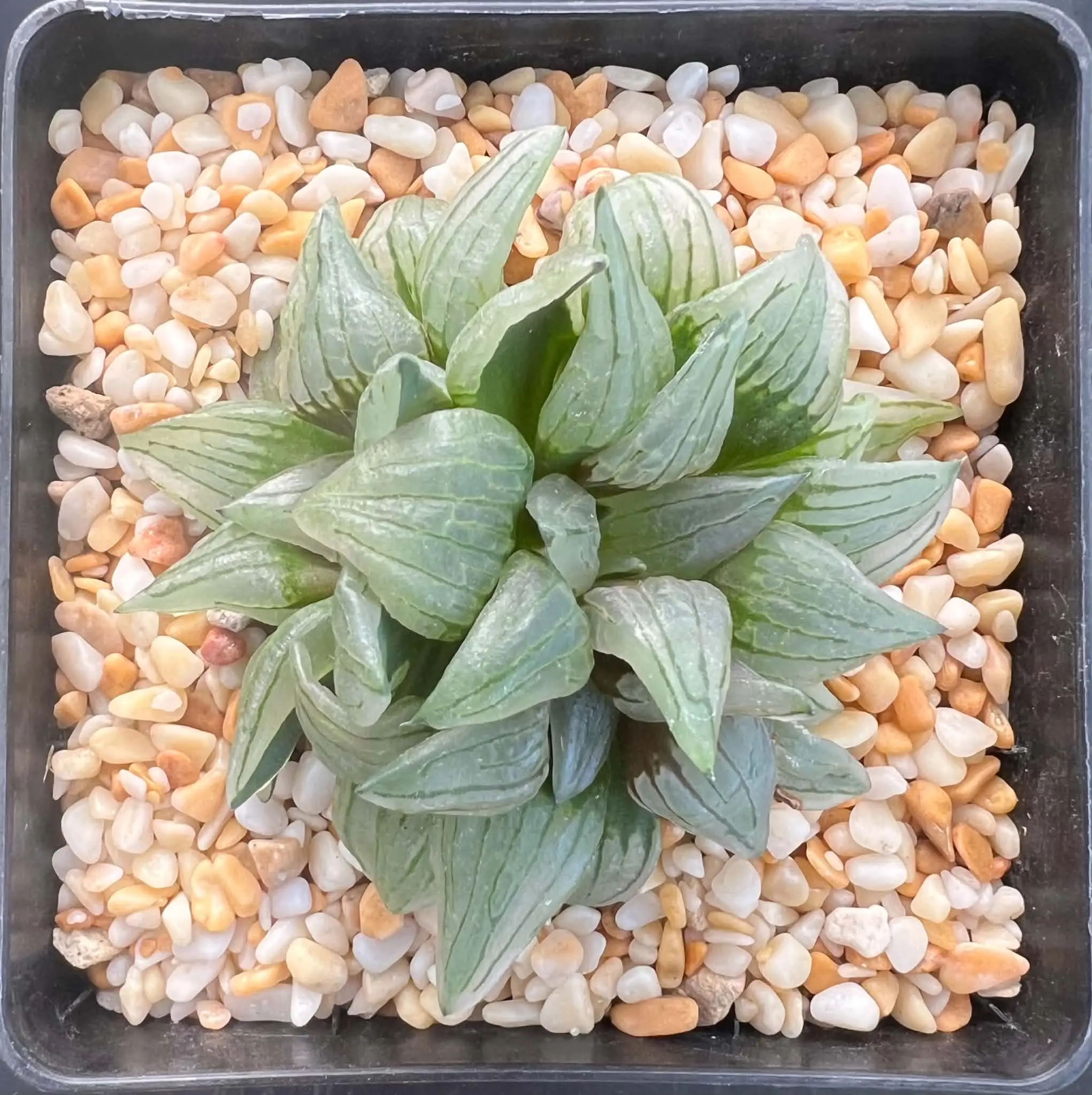HAWORTHIA WATERMELON - DOUBLE HEAD - 9CM POT - Image 3