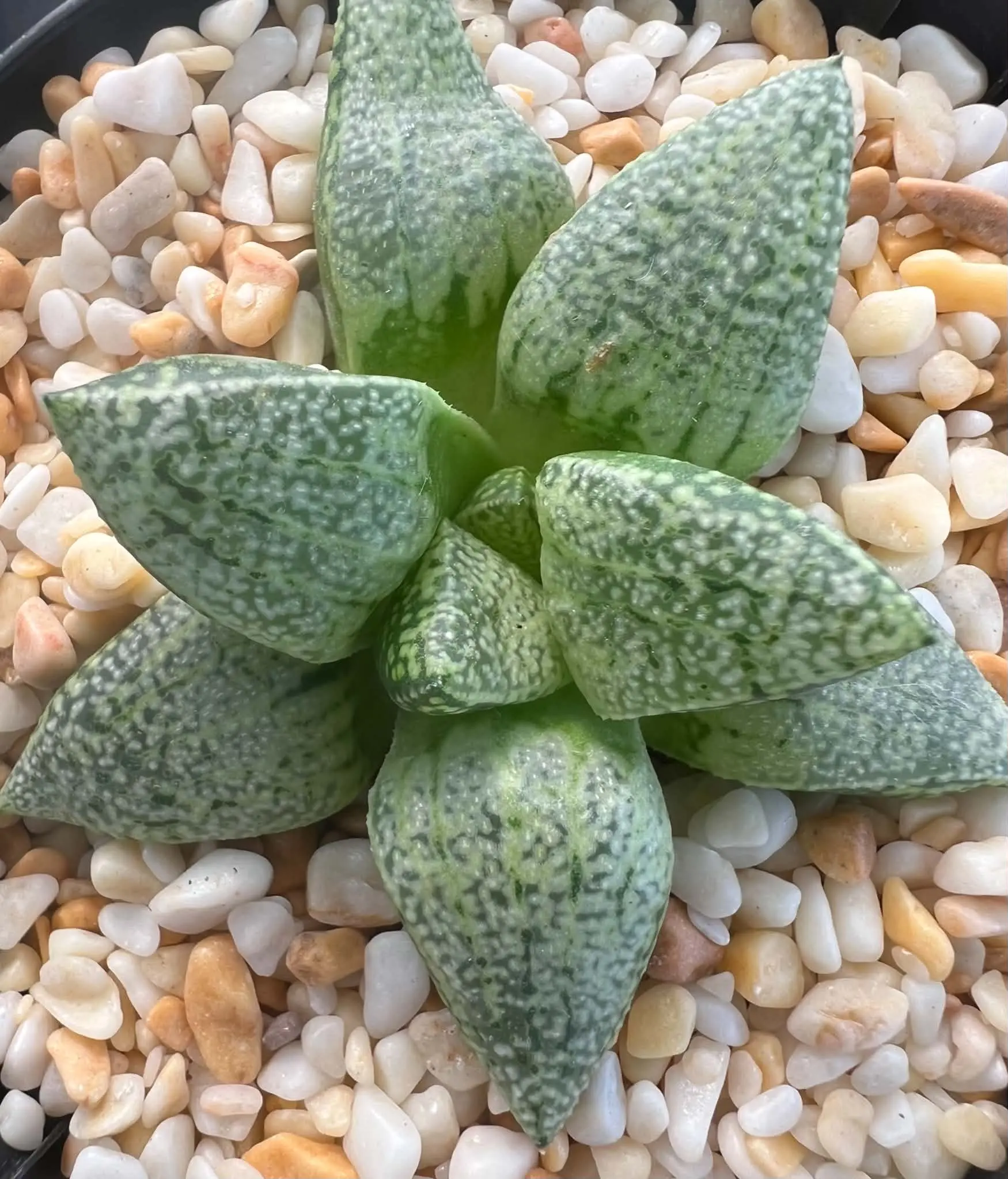 HAWORTHIA PICTA ICED LIME SERIES - SEED GROWN - 9CM POT