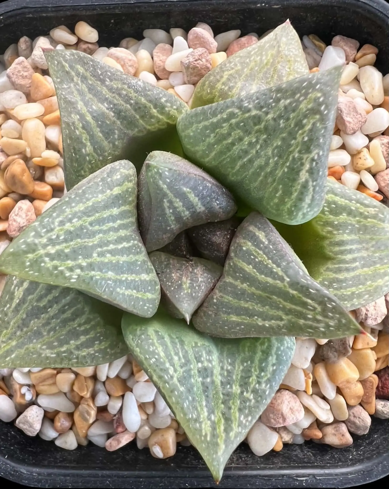 HAWORTHIA DEKENAHII GM327 DRAAIHOEK N/ALBERTINIA - 7.5CM POT