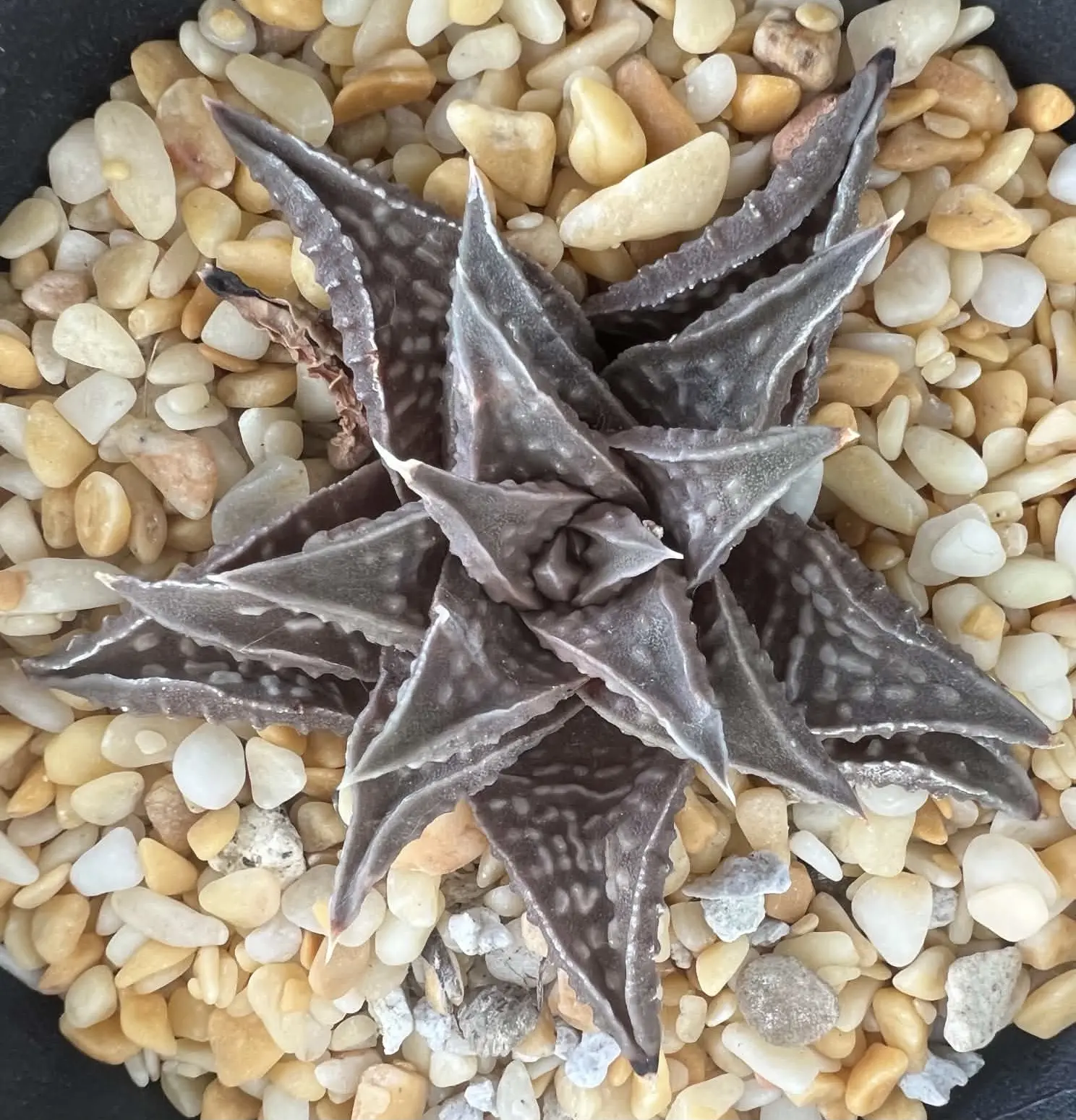 HAWORTHIOPSIS LIMCROCK (GM) - 9CM POT - Image 2