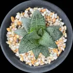 HAWORTHIOPSIS FIRE CITY X KOELMANIORUM - POETRY TW