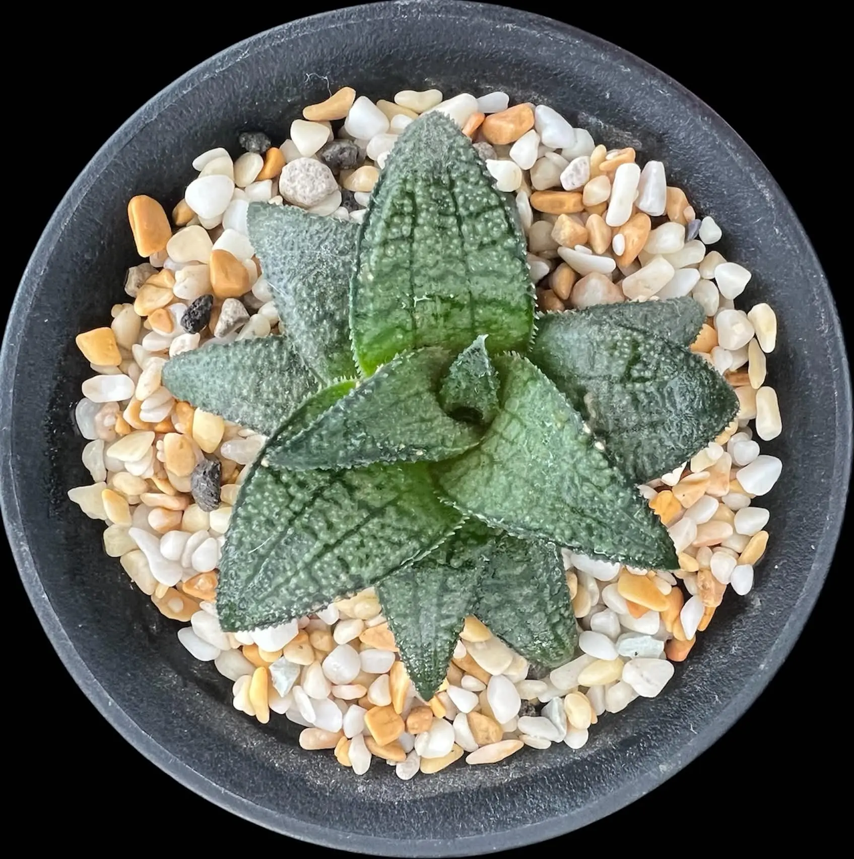 HAWORTHIOPSIS FIRE CITY X KOELMANIORUM - POETRY TW