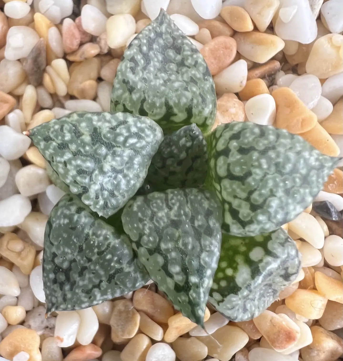 HAWORTHIA PICTA - ICED LIME SERIES - 5CM POT
