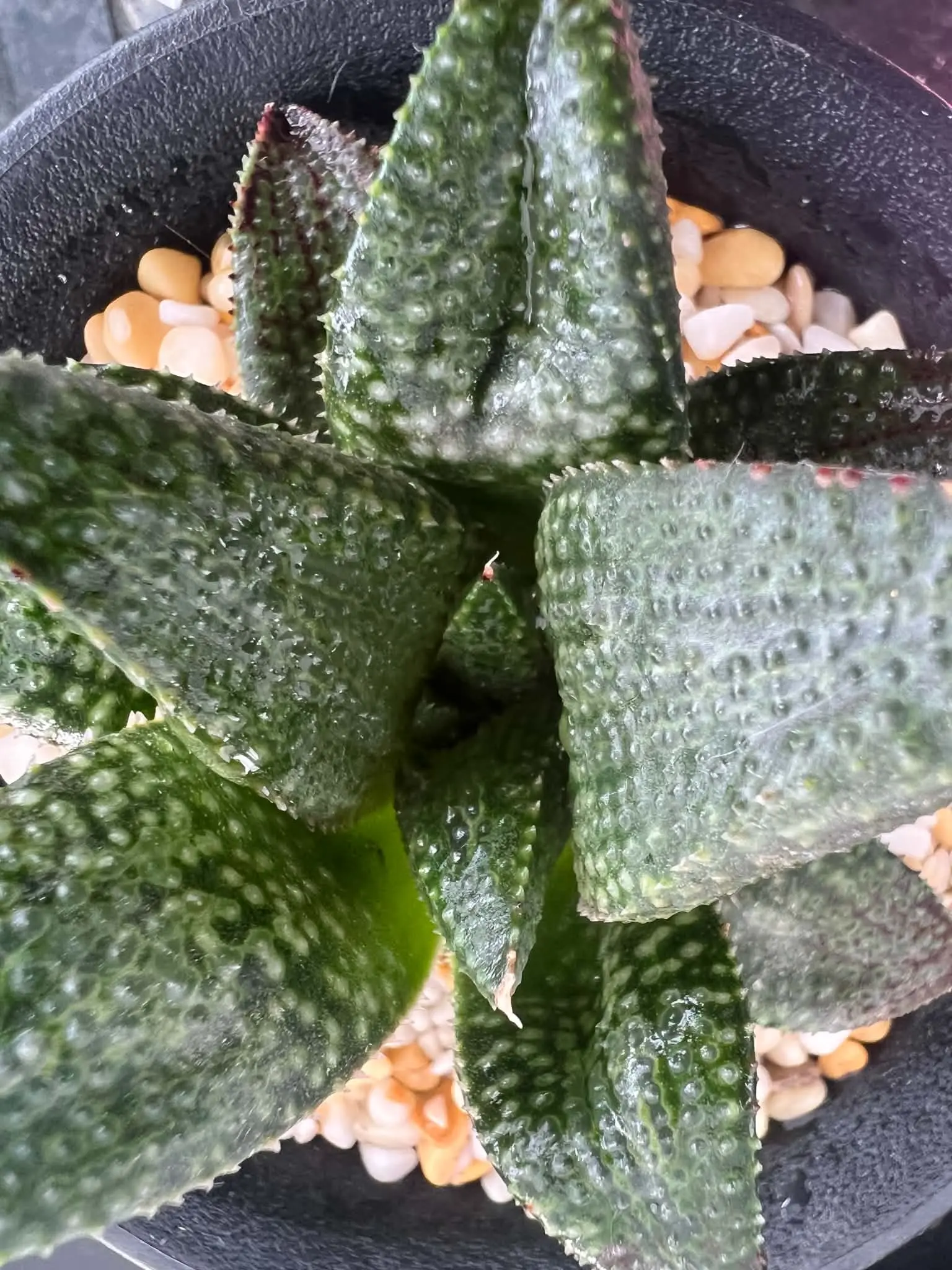 HAWORTHIOPSIS BLACK KOELMANIORUM X E379K - POETRY TW - Image 2