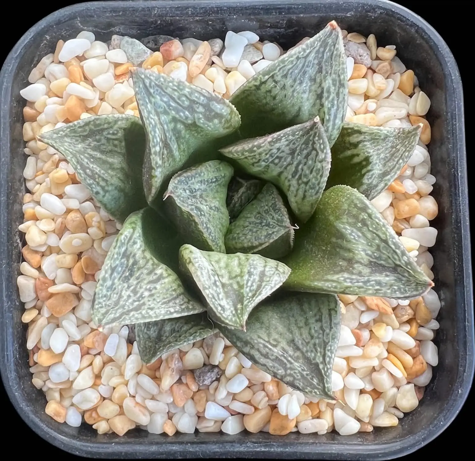 HAWORTHIA MITOHIME - 9CM POT