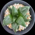 HAWORTHIOPSIS WIDE FORM KOELMANIORUM SEEDLING - POETRY TW