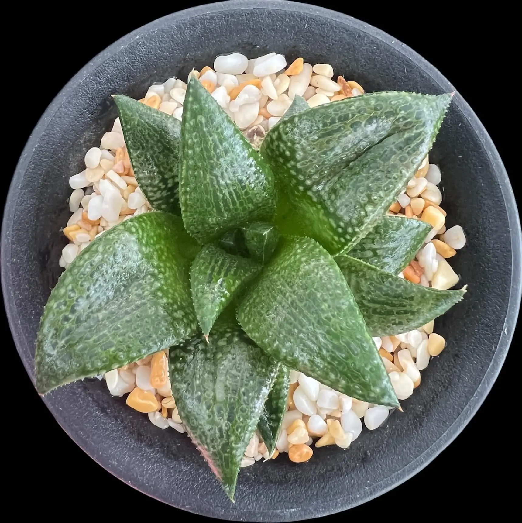 HAWORTHIOPSIS WIDE FORM KOELMANIORUM SEEDLING - POETRY TW