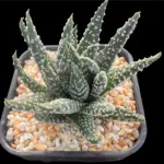HAWORTHIA RING DONUT - 9CM POT