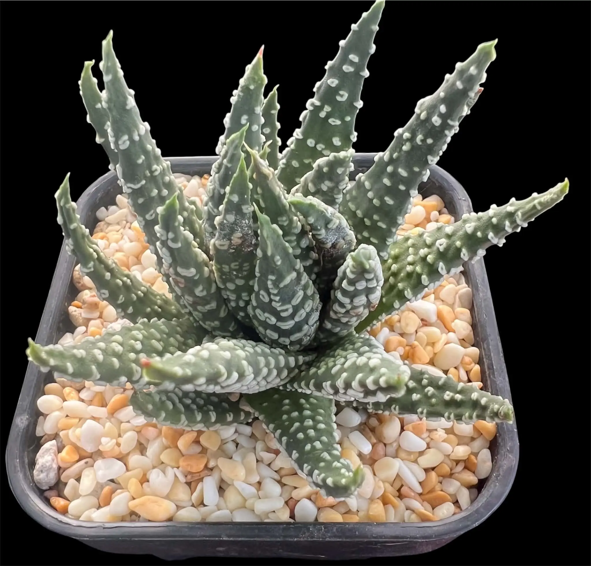 HAWORTHIA RING DONUT - 9CM POT