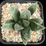 HAWORTHIA GREENLAND (RENNY) - 7CM POT