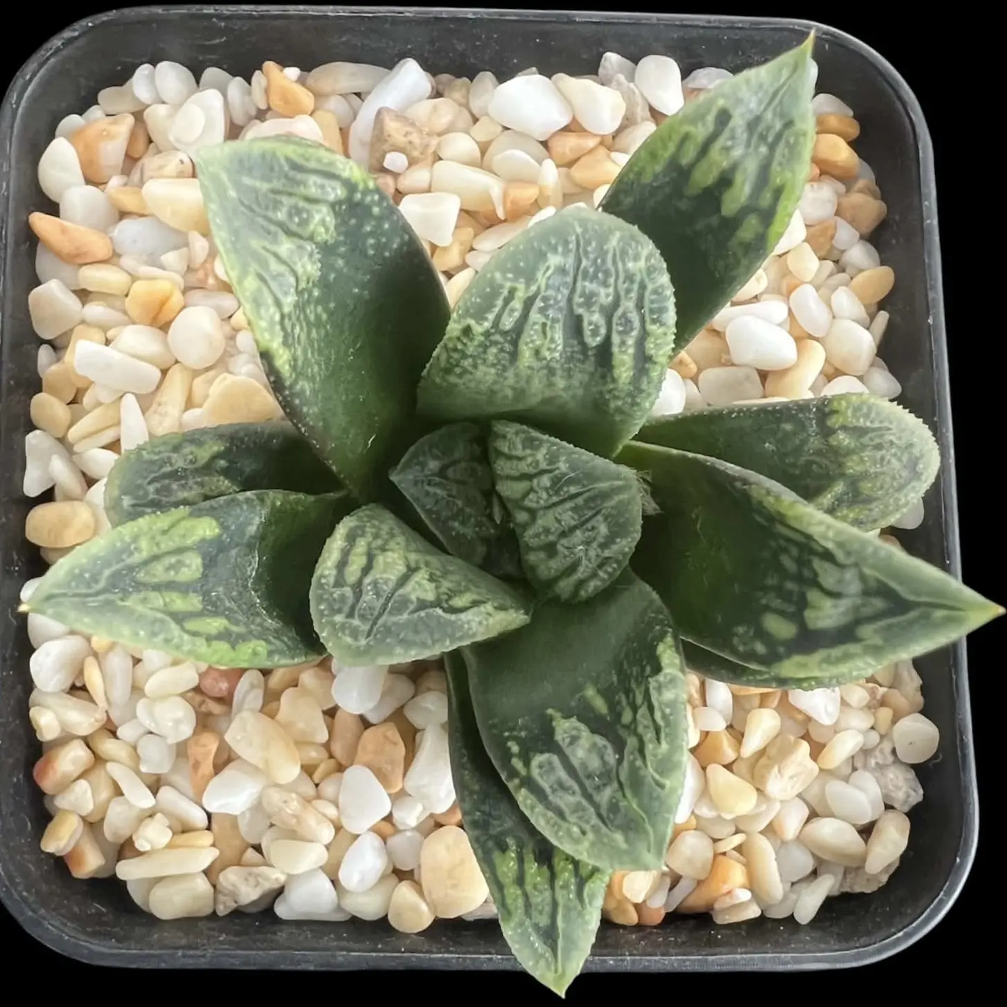 HAWORTHIA GREENLAND (RENNY) - 7CM POT