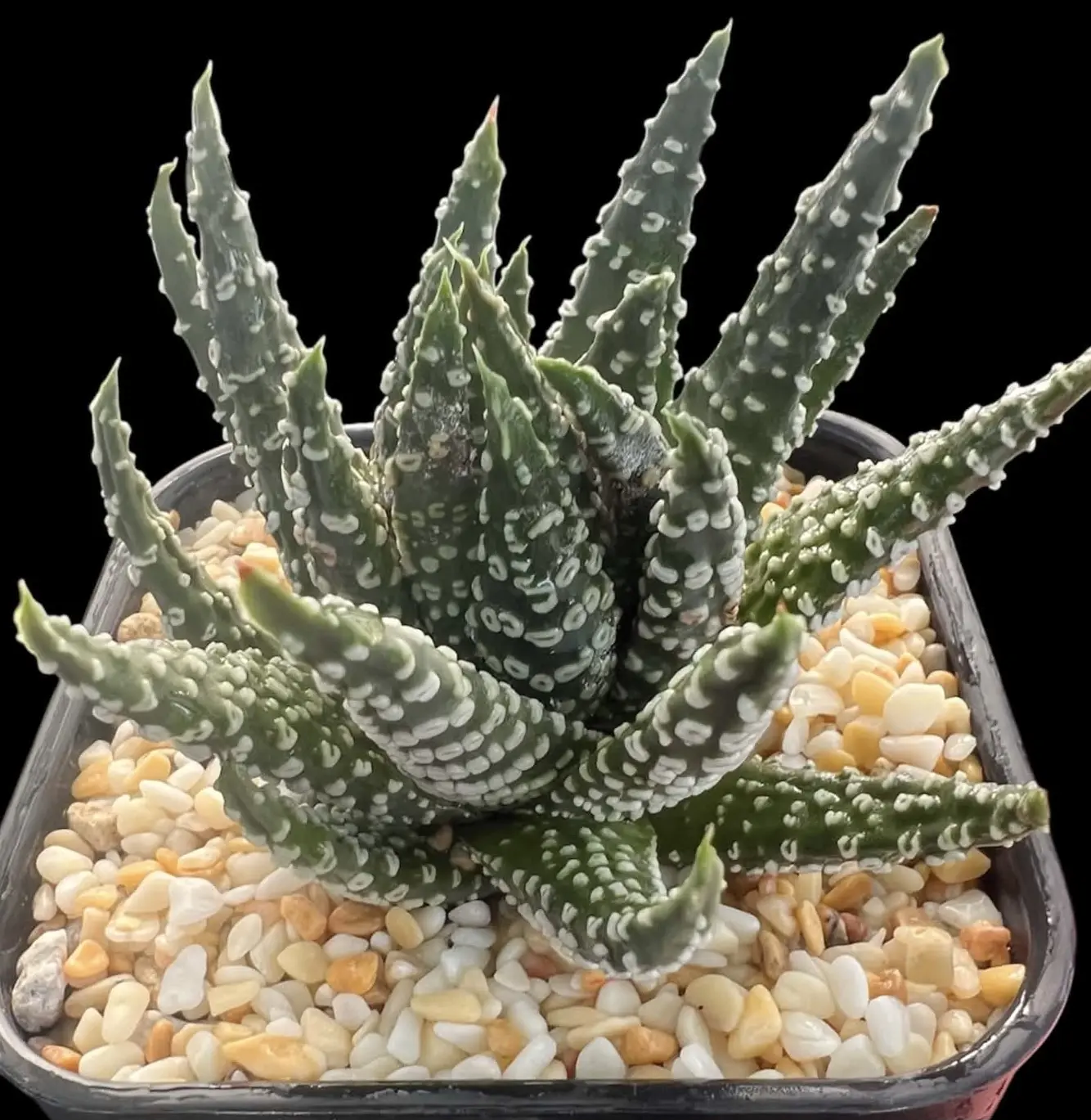 HAWORTHIA RING DONUT - 9CM POT - Image 3