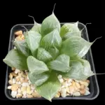 HAWORTHIA SANSENJYU - 7CM POT