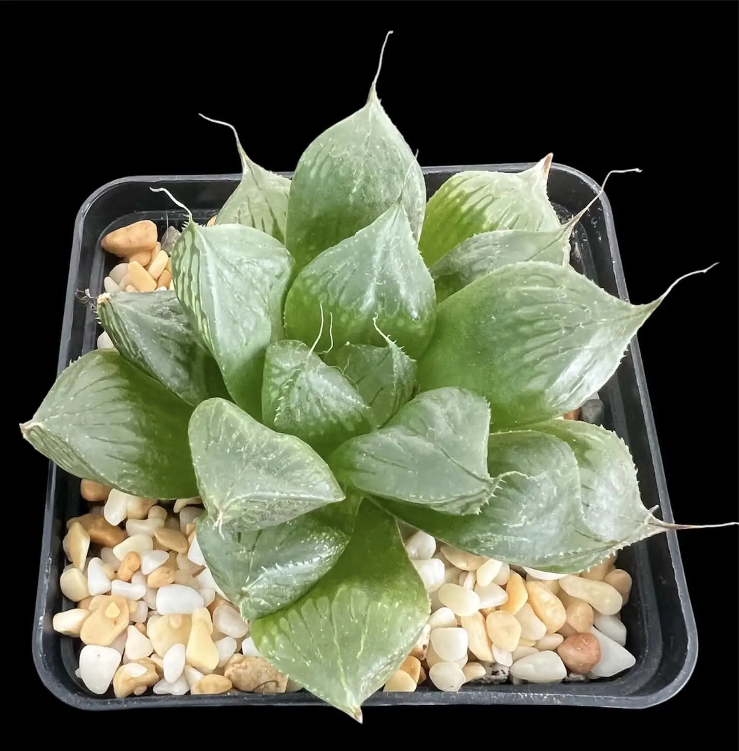 HAWORTHIA SANSENJYU - 7CM POT